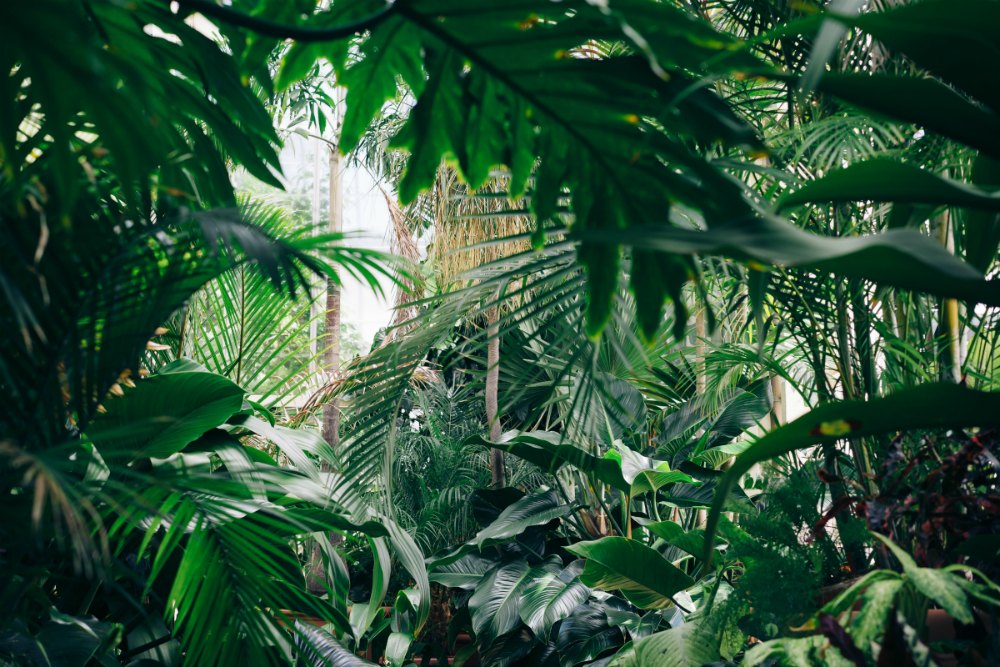 Giardino interno: come crearsi un'oasi dentro casa