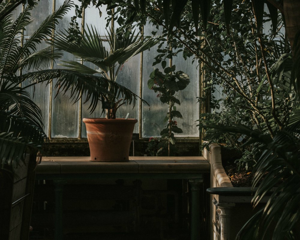 Come fare un giardino dentro casa